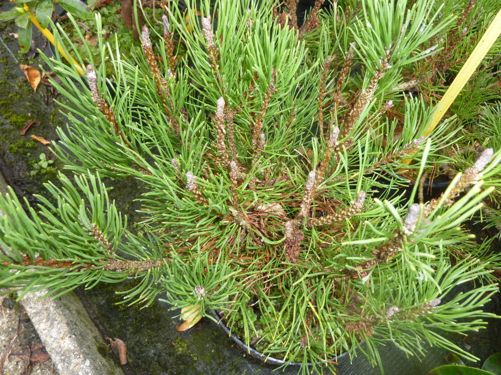Pinus mugo pumilio