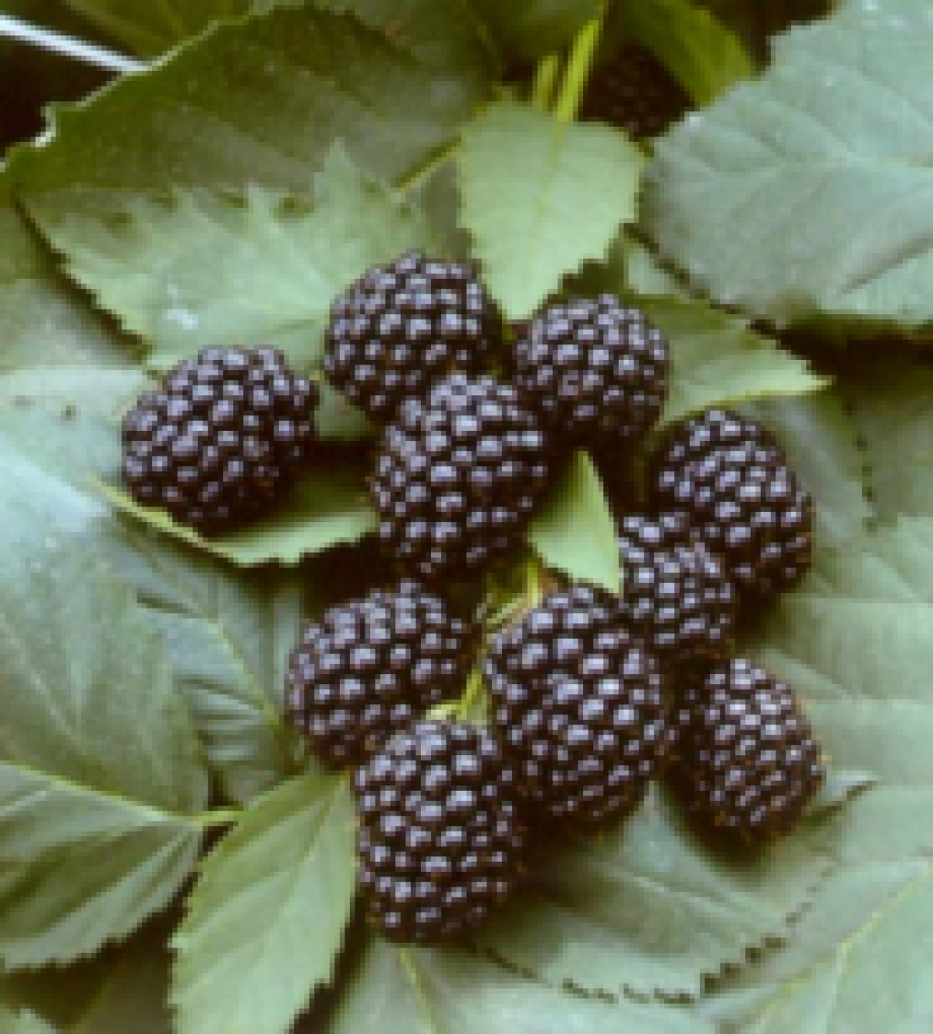 Rubus fruticosus Black Satin