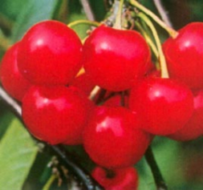 Prunus avium Morel