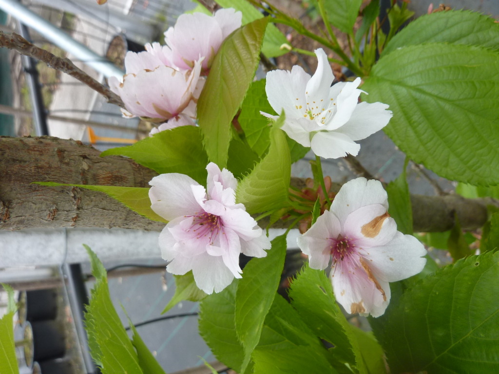 Prunus serrulata Amanogawa