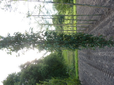 Prunus serrulata Amanogawa