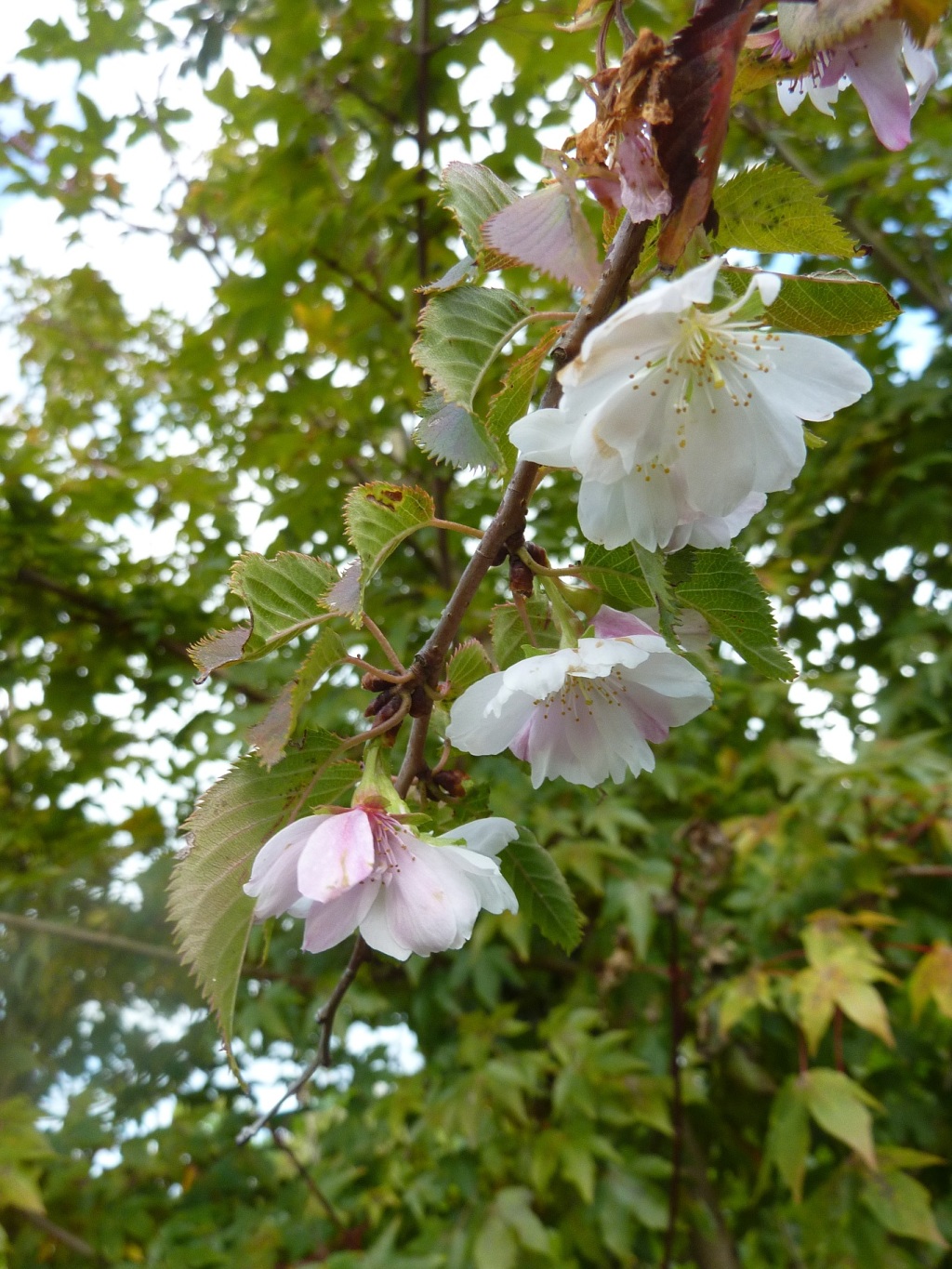 Prunus subhirtella Autumnalis