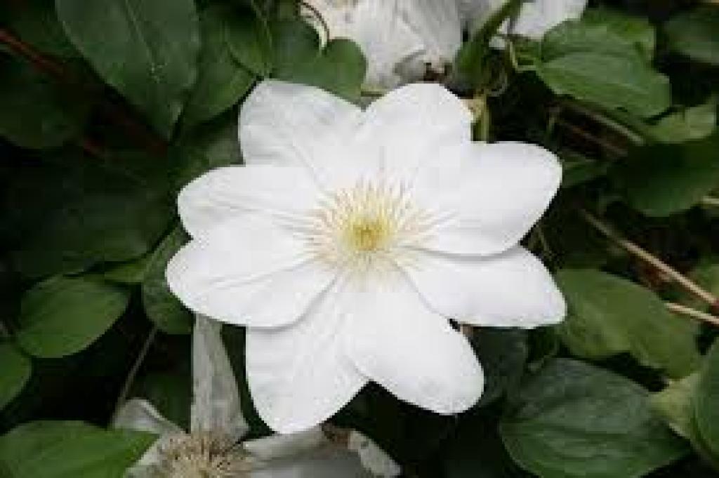 Clematis Madame Le Coultre