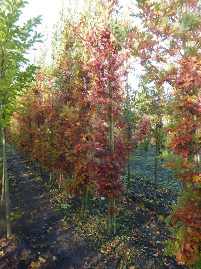 Quercus bimundorum Crimson Spire