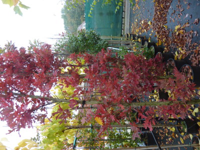 Quercus bimundorum Crimson Spire