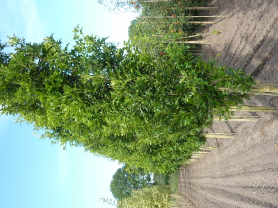 Quercus palustris Green Pillar