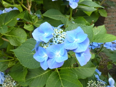 Hydrangea macrophylla Blue Sky