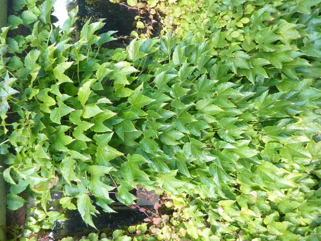 Parthenocissus tricuspidata Veitchii