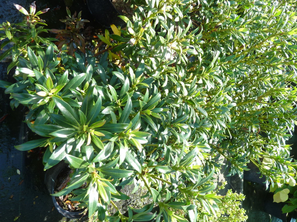 Kalmia latifolia Minuet