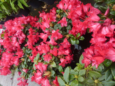 Rhododendron Scarlet Wonder