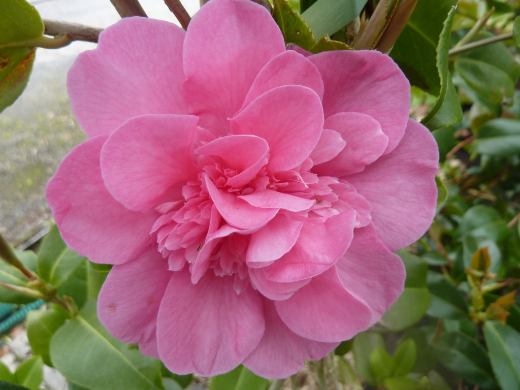 Camellia williamsii Debbie