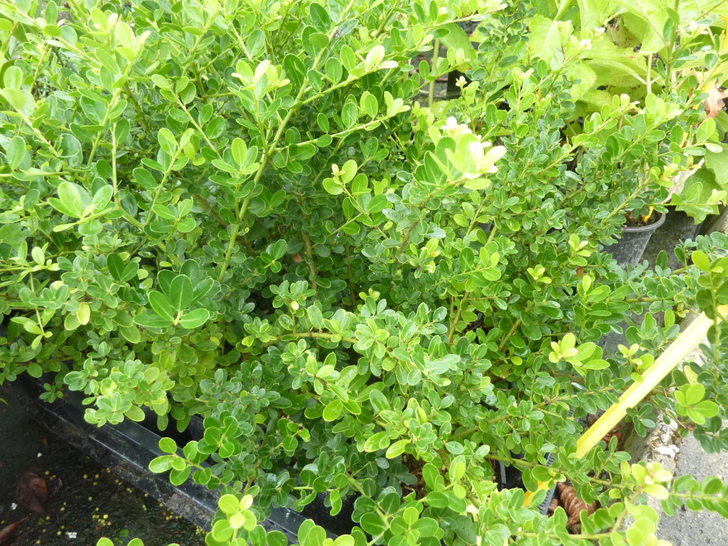 Ilex crenata Green Hedge