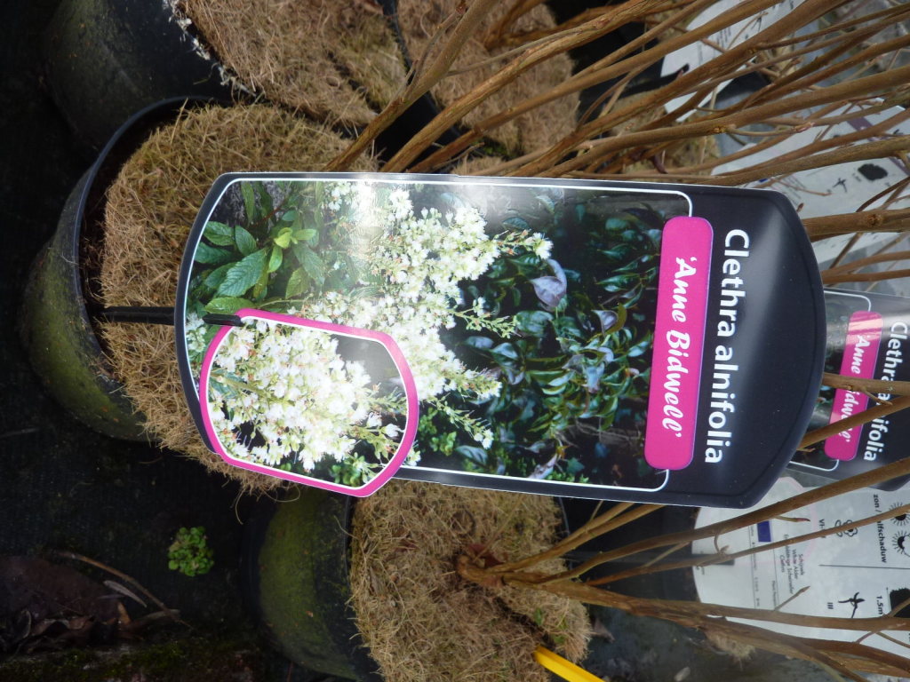 Clethra alnifolia Anne Bidwell