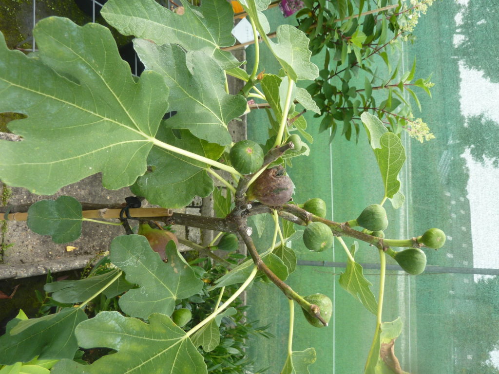 Ficus BrownTurkey