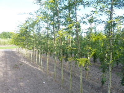 Gleditsia triacanthos Sunburst