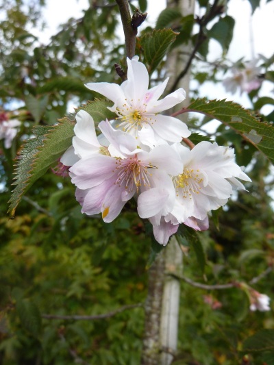 Prunus subhirtella Autumnalis