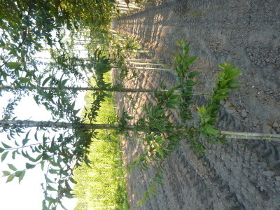 Prunus subhirtella Autumnalis