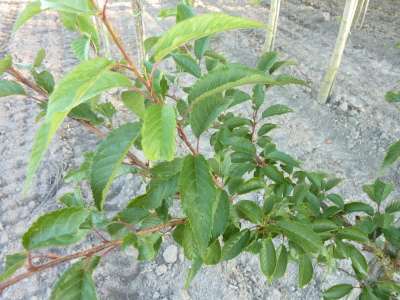 Prunus subhirtella Autumnalis