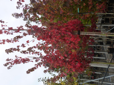 Acer rubrum Red Sunset