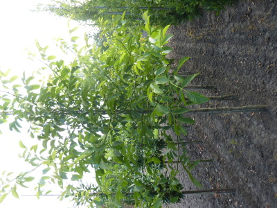 Juglans regia  (walnoot)