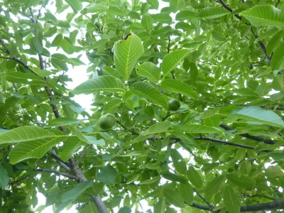 Juglans regia  (walnoot)