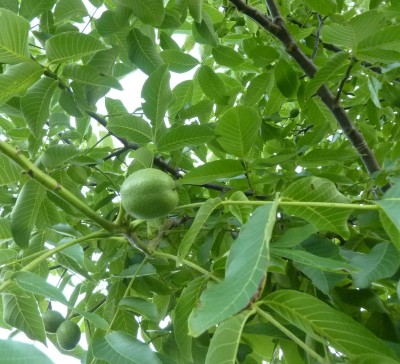 Juglans regia  (walnoot)