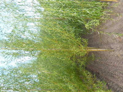 Salix alba Chermesina