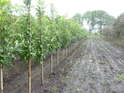 Prunus laurocerasus Novita