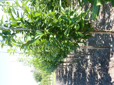 Prunus laurocerasus Novita