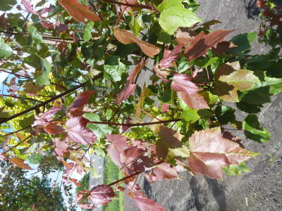 Acer rubrum Summer Red