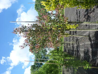 Acer rubrum Summer Red