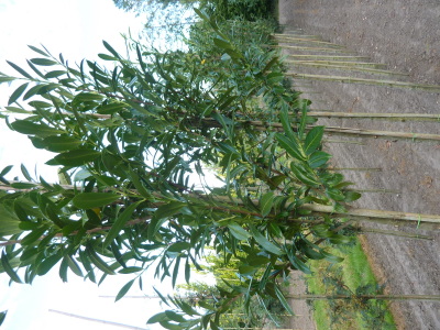Prunus laurocerasus Caucasica (laurier)