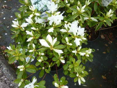 Azalea japonica Adonis