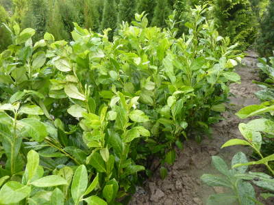 Prunus laurocerasus Rotundifolia 