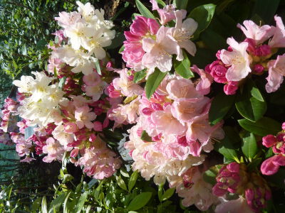Rhododendron Percy Wiseman