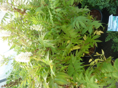 Sorbaria sorbifolia Sem