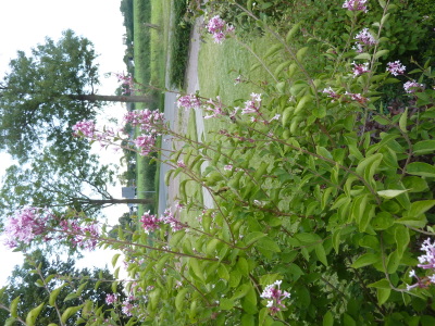 Syringa Pink Perfume