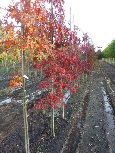 Quercus palustris