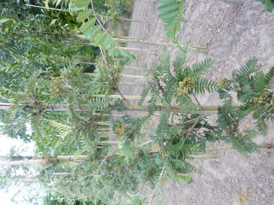 Sorbus scalaris