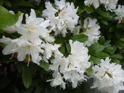 Rhododendron Cunningham's White