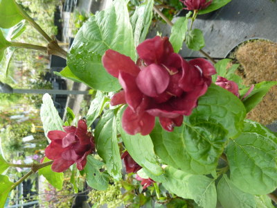 Calycanthus raulstonii Hartlage Wine