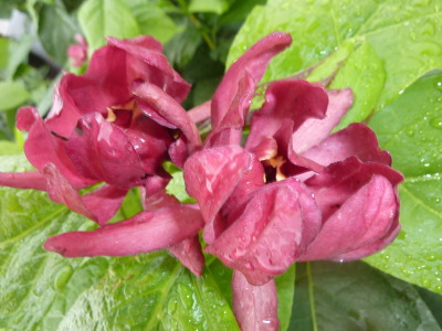 Calycanthus raulstonii Hartlage Wine