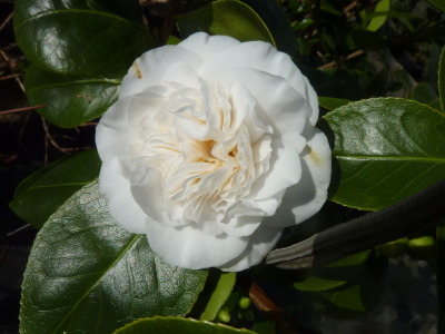 Camellia japonica Powder Puff