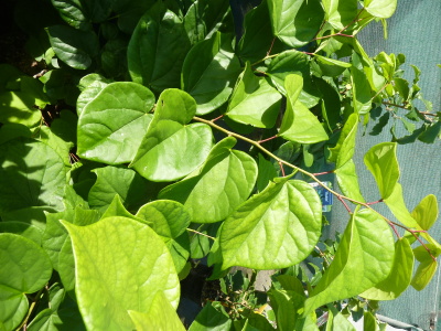 Cercis chinensis Avondale