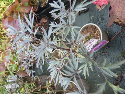 Sambucus nigra Black Lace