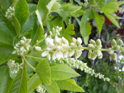 Clethra alnifolia Anne Bidwell