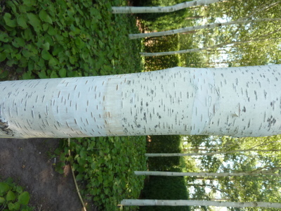 Betula utilis Doorenbos