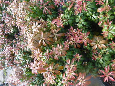 Pieris japonica Bonfire