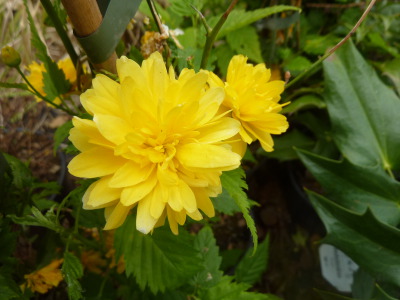 Kerria japonica Pleniflora